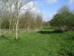 Hodding Wood